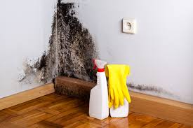 Why You Should Choose Our Mold Remediation Services in Ridley Park, PA